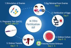 IVF treatment process 