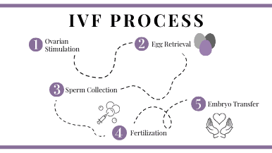 IVF process 