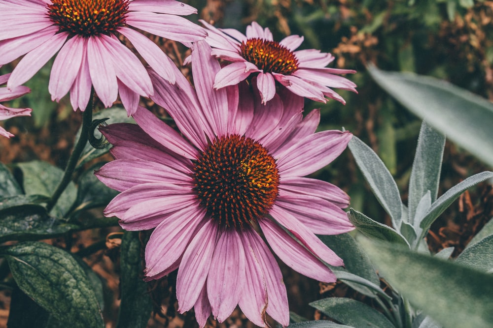 Echinacea