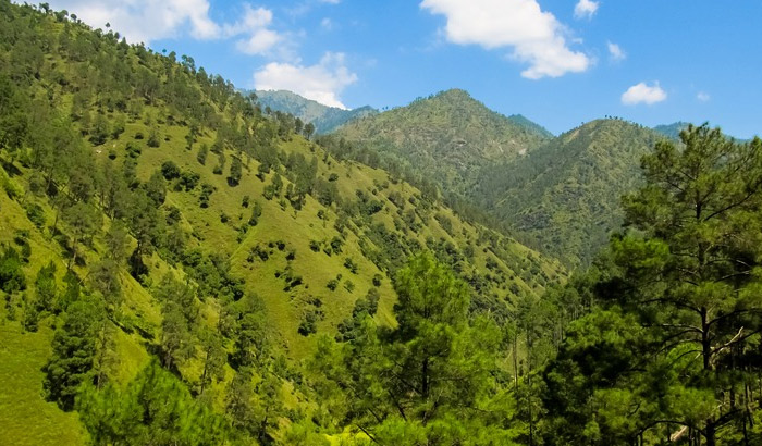 5. Green Valley, Shimla-