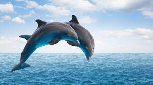 dolphin show on Indian ocean