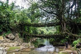 Root bridges in Meghalya