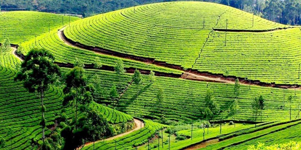 Conoor known for it's tea garden and soothing sightseeing 