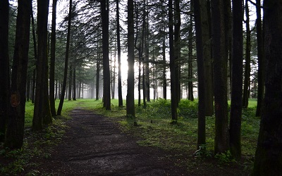 Chail is the popula hill station near shimla