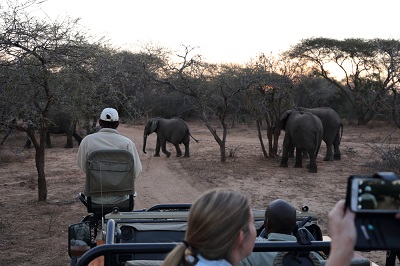 Luxury Wildlife Safari Tours