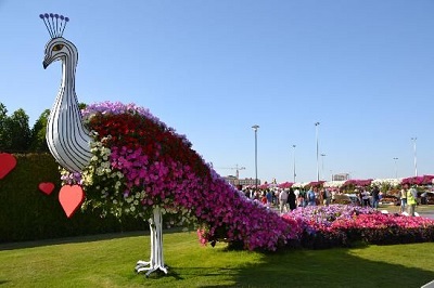 Floral Peacock in Dubai Miracle Garden