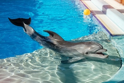 Dolphinarium of Dubai