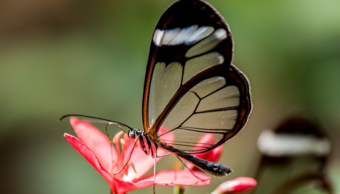 Butterfly Park and Insect Kingdom