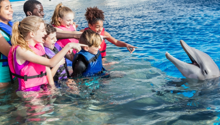 Dolphin Island Interaction Program