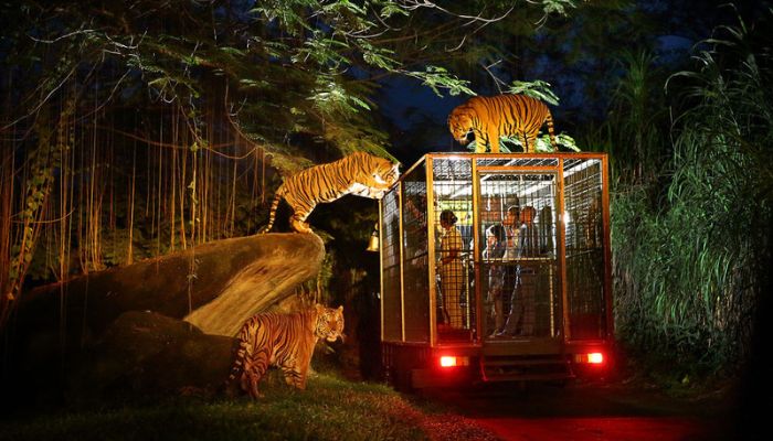 Night Safari