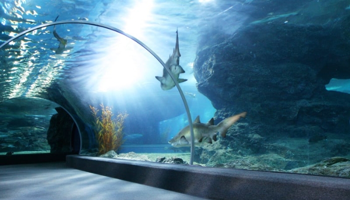 SEA Aquarium