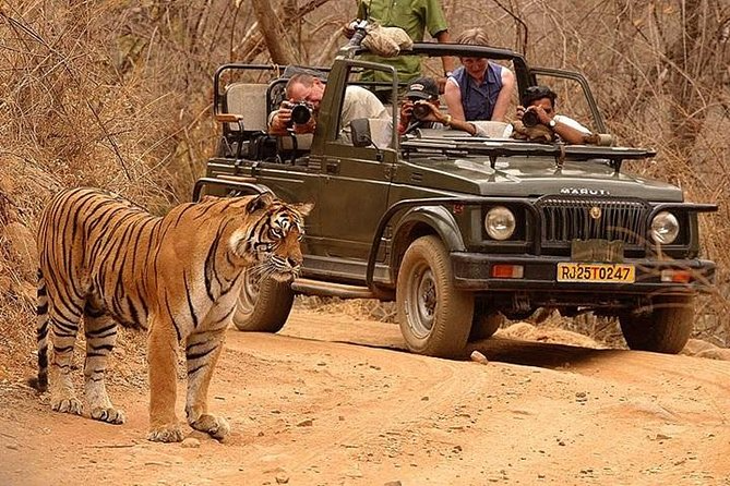 Best time to visit Ranthambore National Park