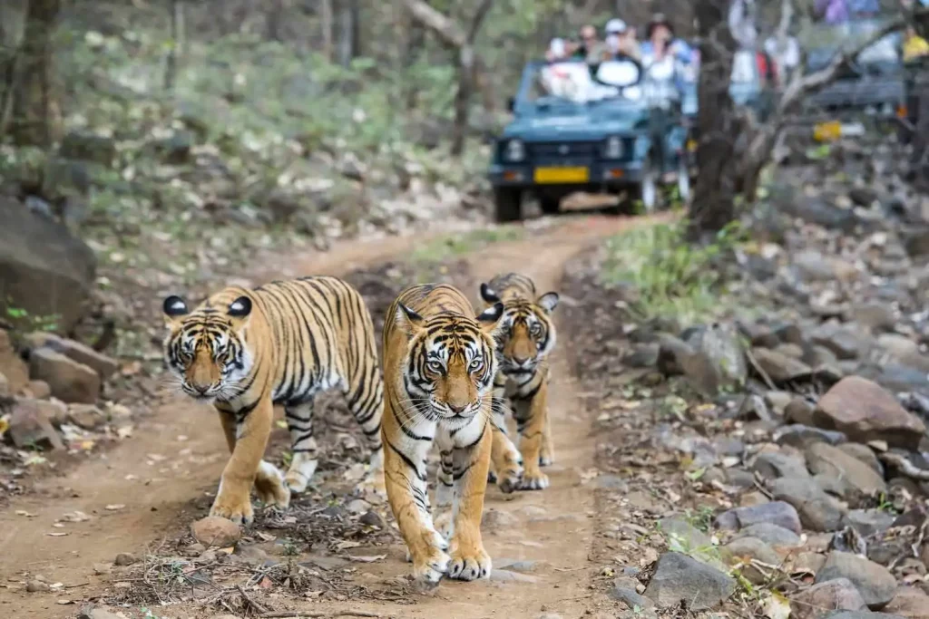 Three tigers on the way of Tourist Safari in Ranthambore National Park