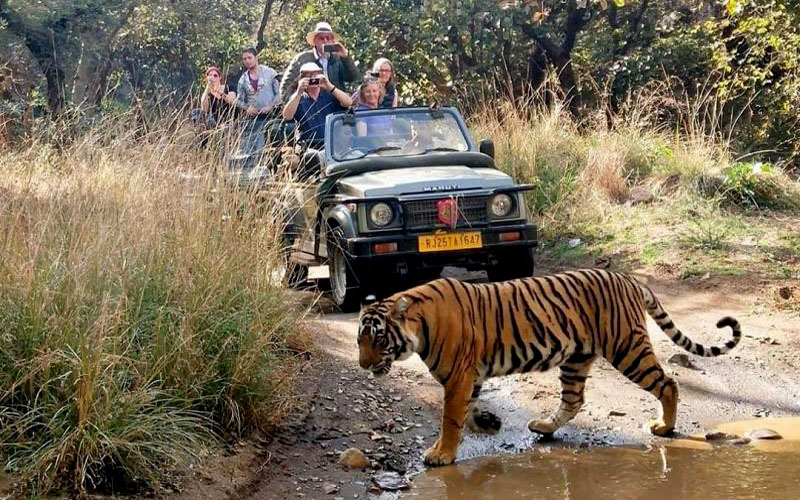 Fauna in Ranthambore National Park